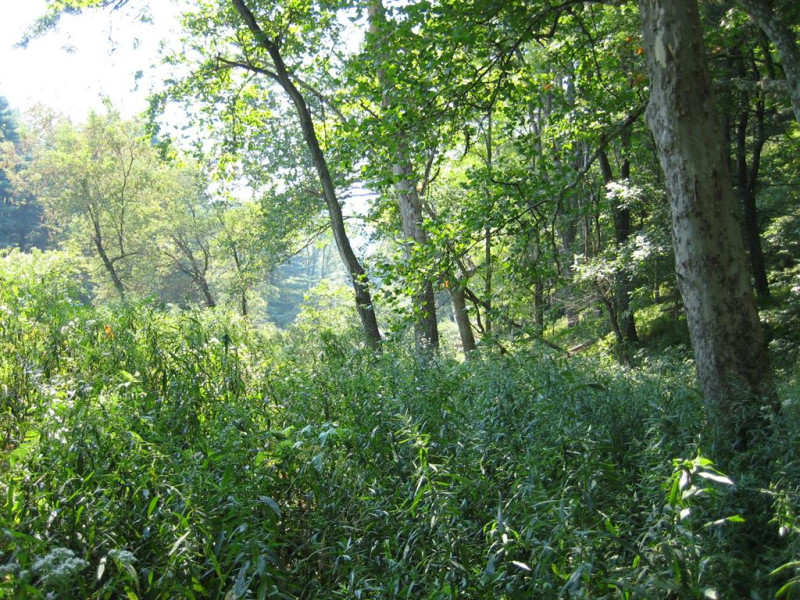 Sycamore floodplain forest